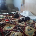Tired Beagles in Hotel when we arrived